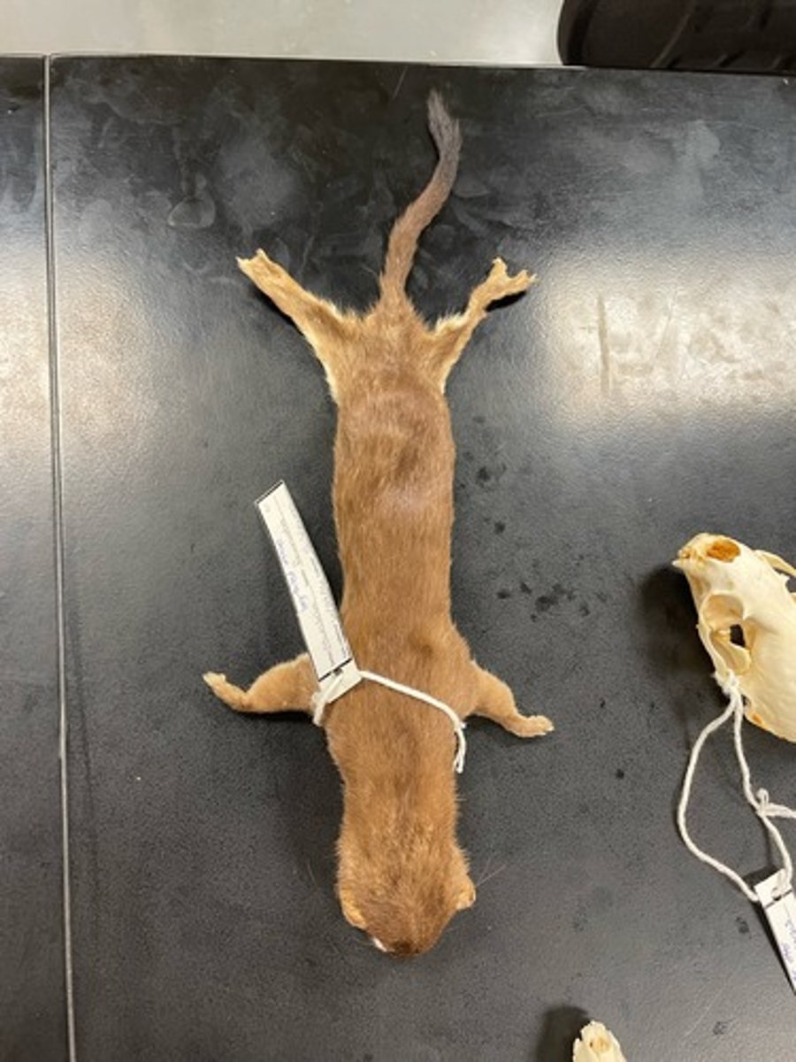 <p>Family: Mustelidae</p><p>Genus & Species: Mustela frenata</p>