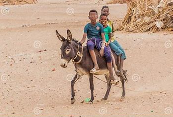 <p>A domesticated member of the equine family, known for its strength and sure-footedness.</p>