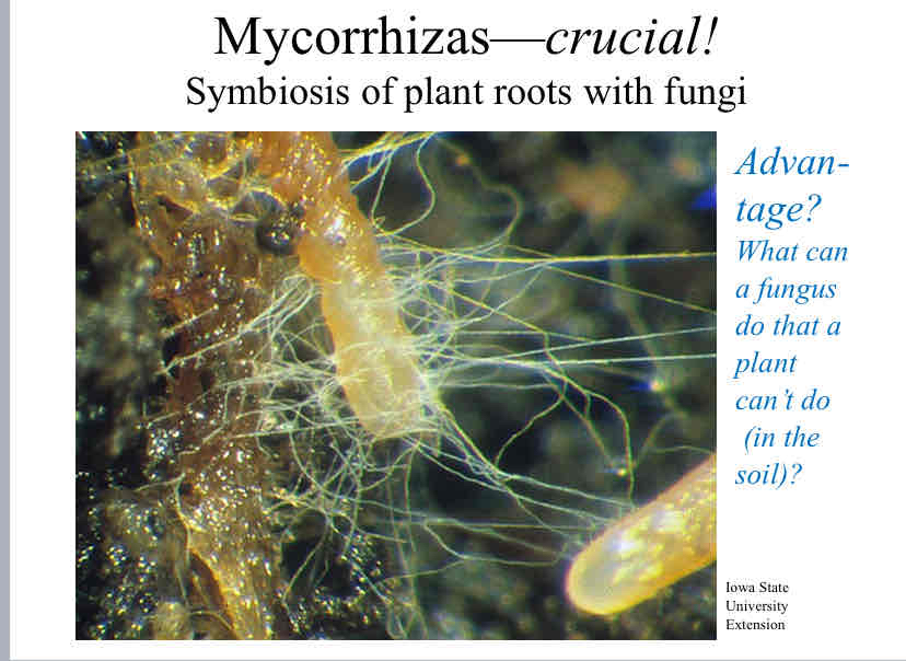 <p>Advantage of Mycorrhizas</p>