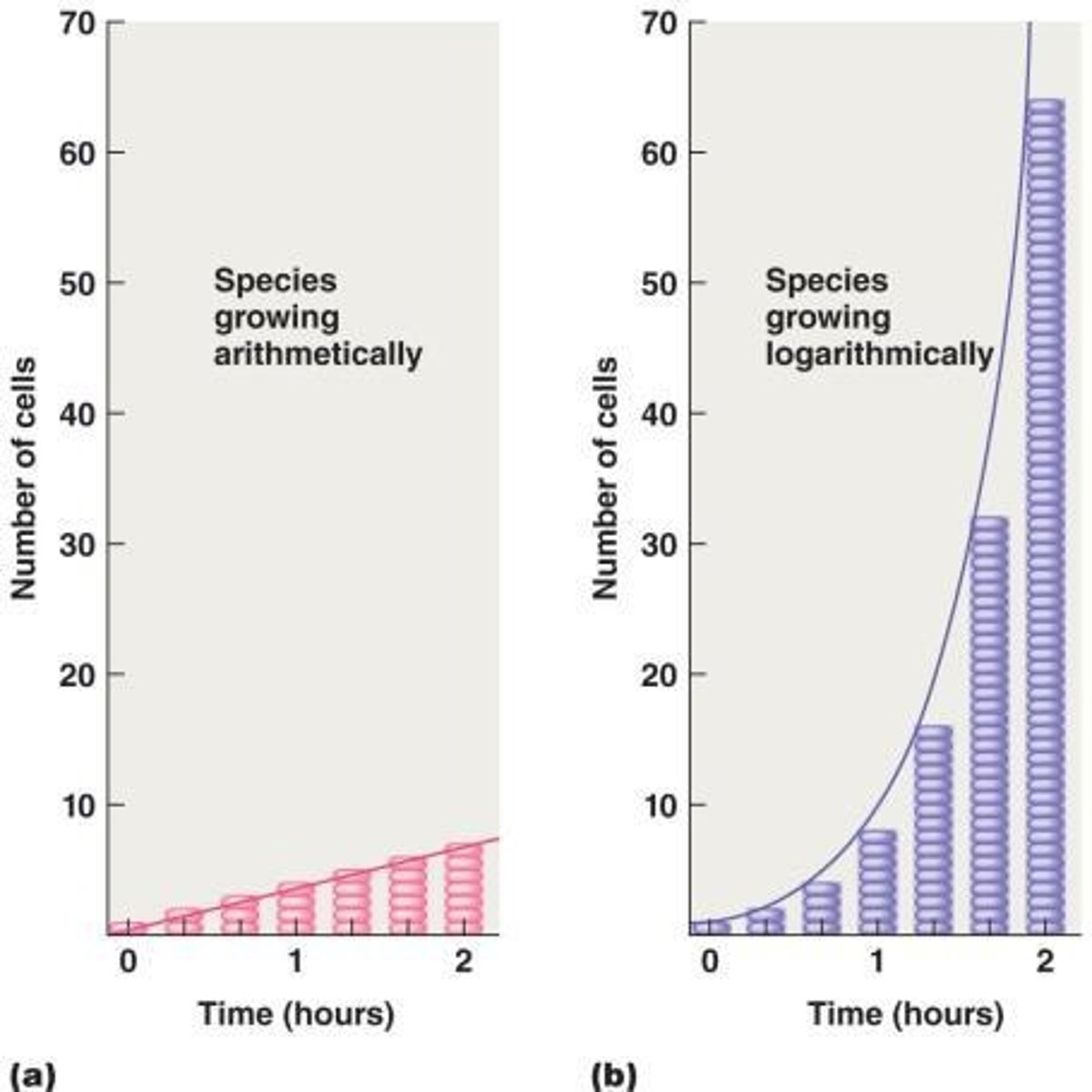 <p>Bacteria are dividing and doubling in numbers, with high metabolic activity.</p>