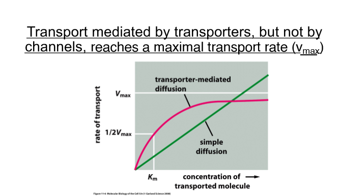 <p>depends if a channel or if it is a transporter </p>