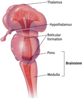 <p>brains innermost region</p>