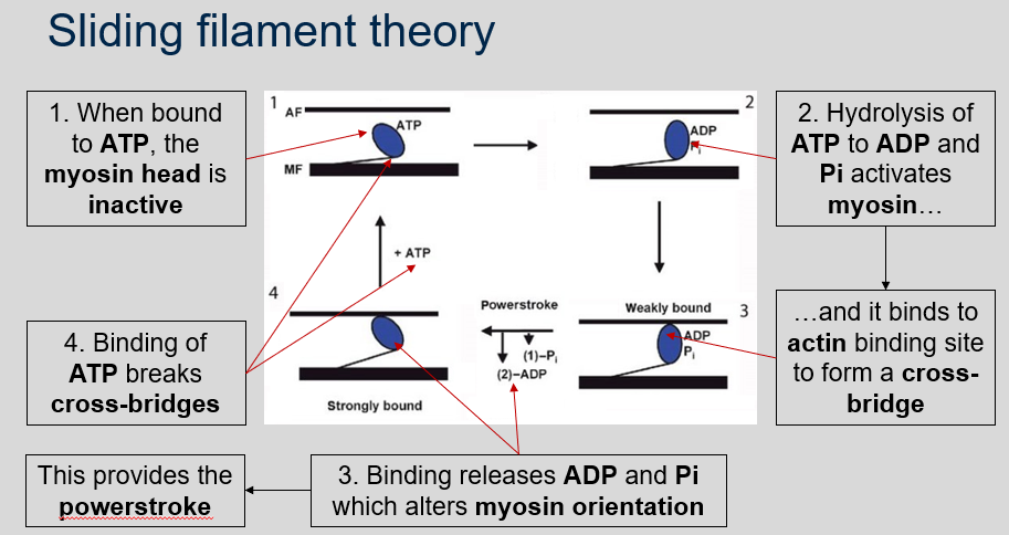 <ol><li><p>The sliding filament theory is a model of muscle contraction that explains how actin and myosin filaments slide past each other to generate muscle movement.</p></li><li><p>The steps involved in the sliding filament theory are as follows:</p></li></ol><ul><li><p>When bound to ATP, the myosin head is inactive.</p></li><li><p>Hydrolysis of ATP to ADP and Pi activates myosin and it binds to actin binding site to form a cross-bridge.</p></li><li><p>Binding releases ADP and Pi which alters myosin orientation. This provides the powerstroke.</p></li><li><p>Binding of ATP breaks cross-bridges.</p></li></ul>