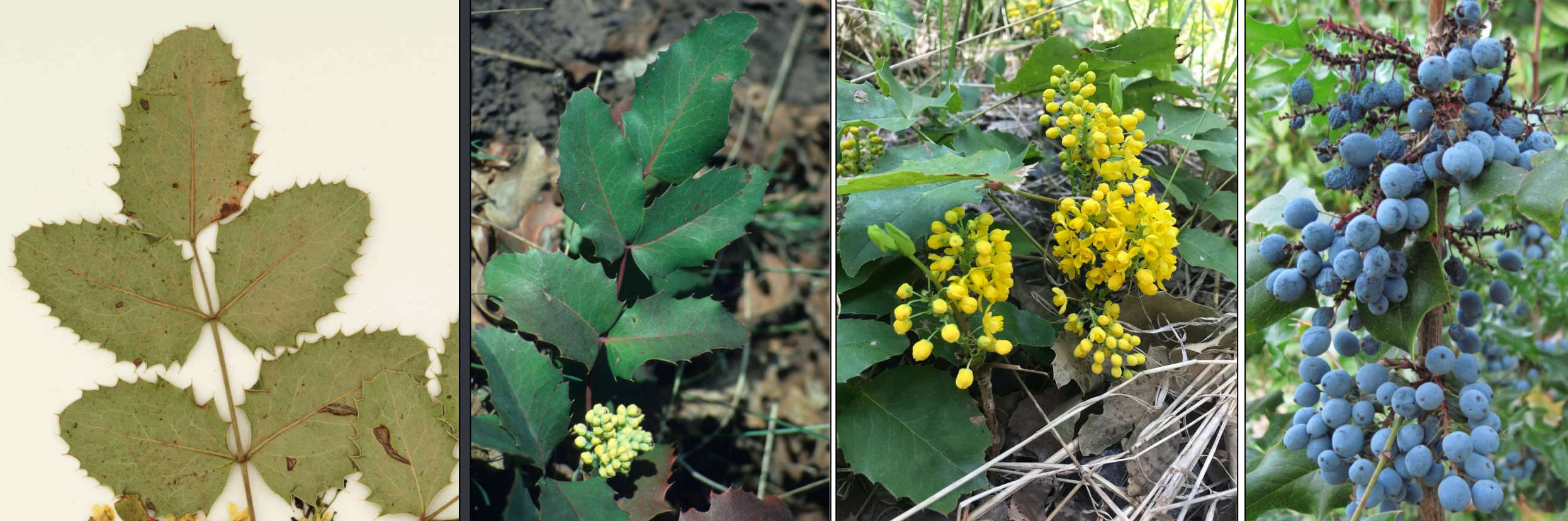<p>Odd # leaves, compound leaf, Spinulose margin</p>