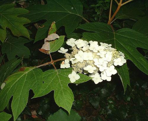 <p>oakleaf hydrangea</p>