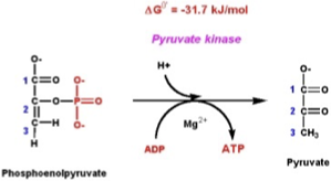 <p>Synthesis</p>