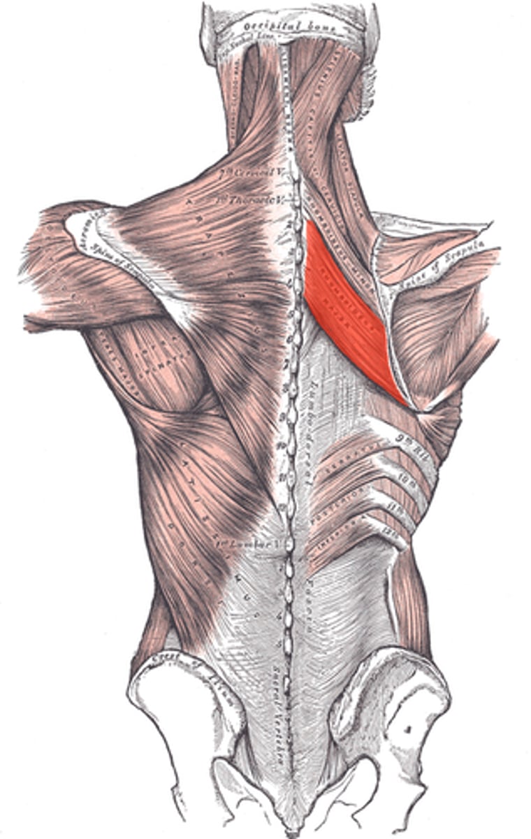 <p>Origin: Spinous Processes T2-T5</p><p>Insertion: Medial Border of Scapula</p><p>Action: Scapula Elevation</p>