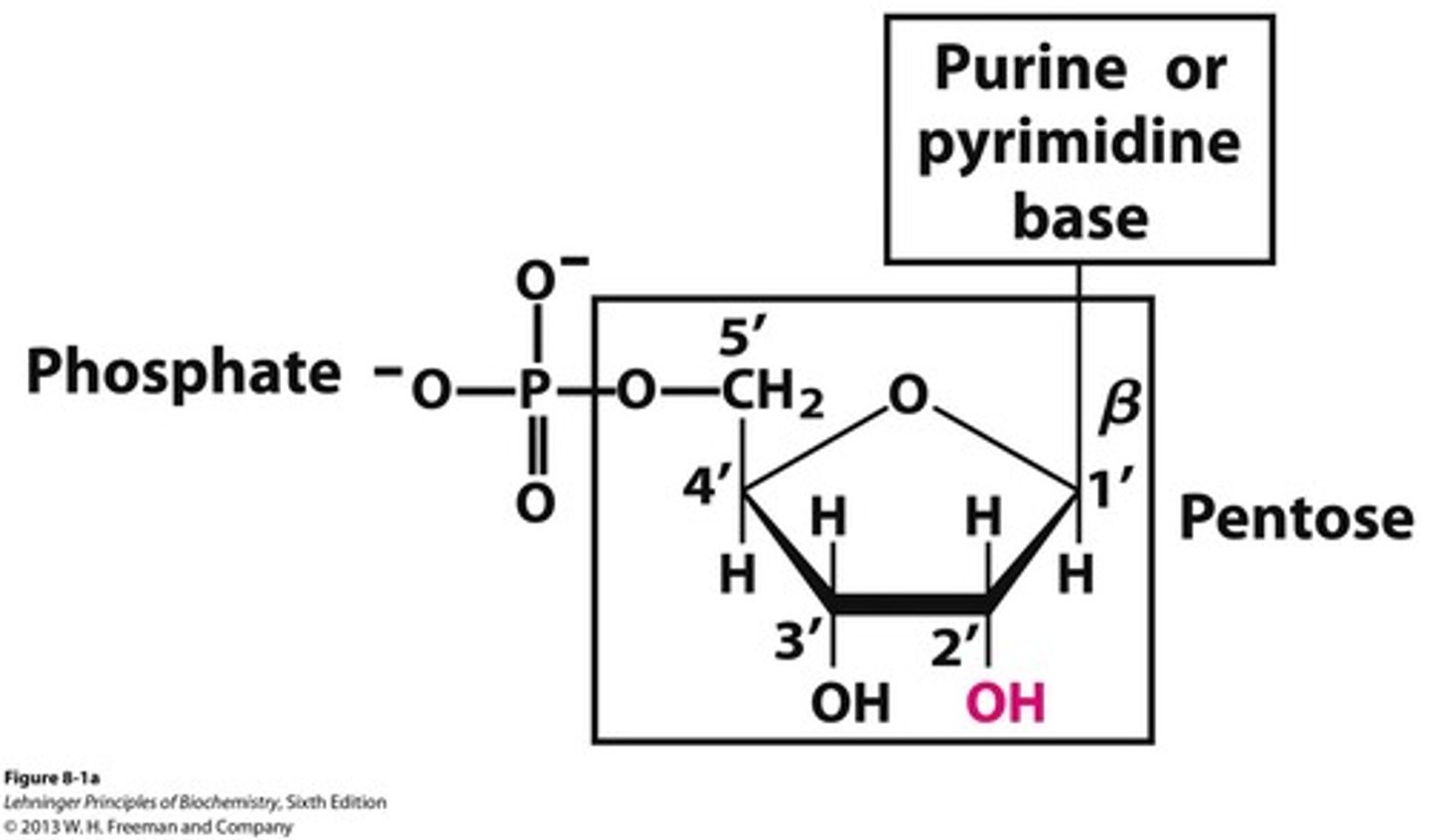<p>A sugar, a nitrogen base, and a phosphate group.</p>
