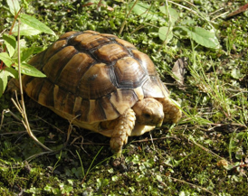 <p>Several species commonly kept - Horsfield’s (<em>Agrionemys horsfieldii</em>), Greek (<em>Testudo graeca</em>), Hermann’s (<em>T. hermanni</em>)</p><p>All strict herbivores</p><p>Small to medium sized</p><p>Terrestrial temperate to dry environment - 24-38<sup>o</sup>C, UV-B exposure essential (vitamin D/calcium metabolism), UV-A (behaviour)</p><p>Very long lifespans (up to 80y)</p><p>Some individuals routinely hibernate</p><p>Can be kept in groups or single</p>