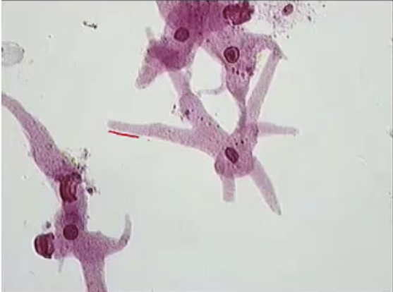 <p>What is the name of this organism? What phylum does it belong to?</p>