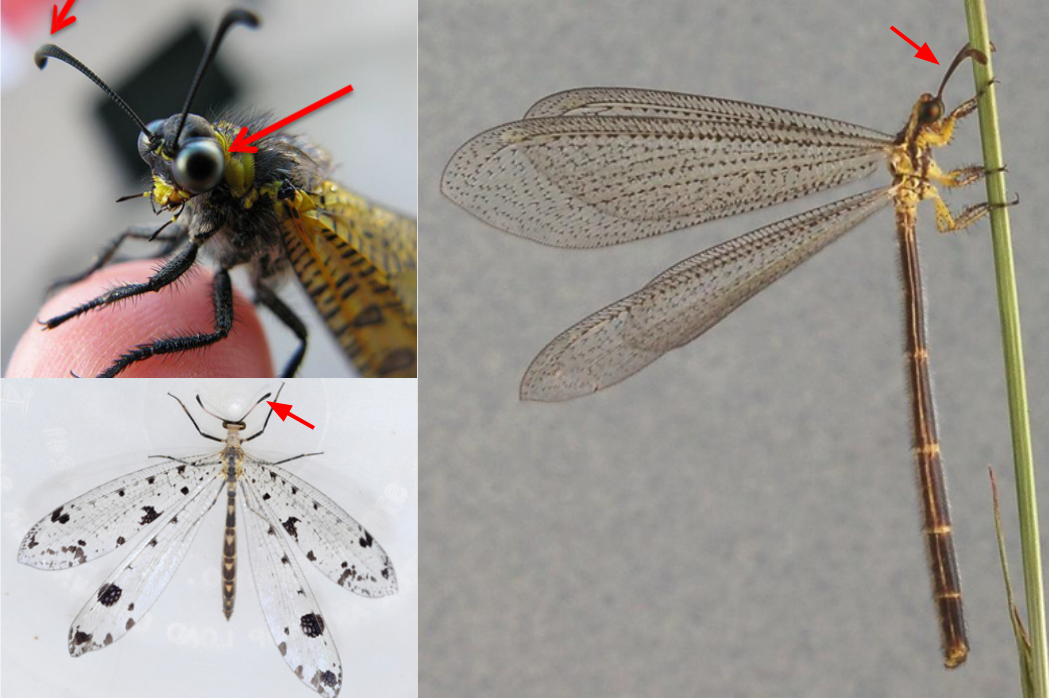 <ul><li><p>Antennae short and<strong><em> gradually expanding, without distinct knob</em></strong></p></li><li><p>Abdomen long & slender, superficially resembling Odonata</p></li><li><p>Eyes large, not notched</p></li><li><p>Cerci absent</p></li></ul><p></p>