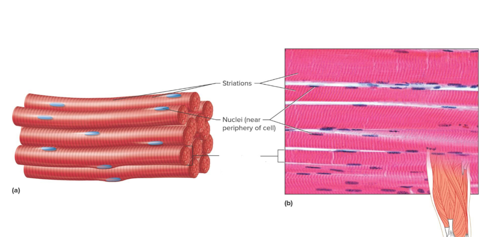 <p>Which muscle tissue is this </p>