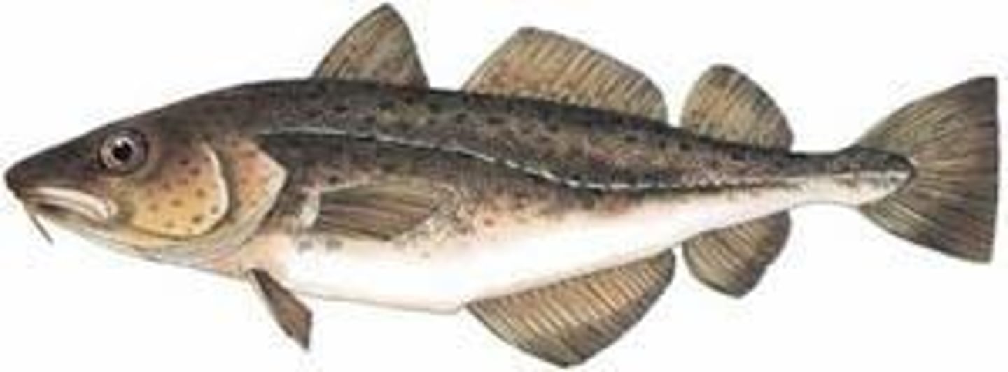 <p>The cod industry in the Grand Banks collapsed, with less than 1% of the initial population remaining.</p>