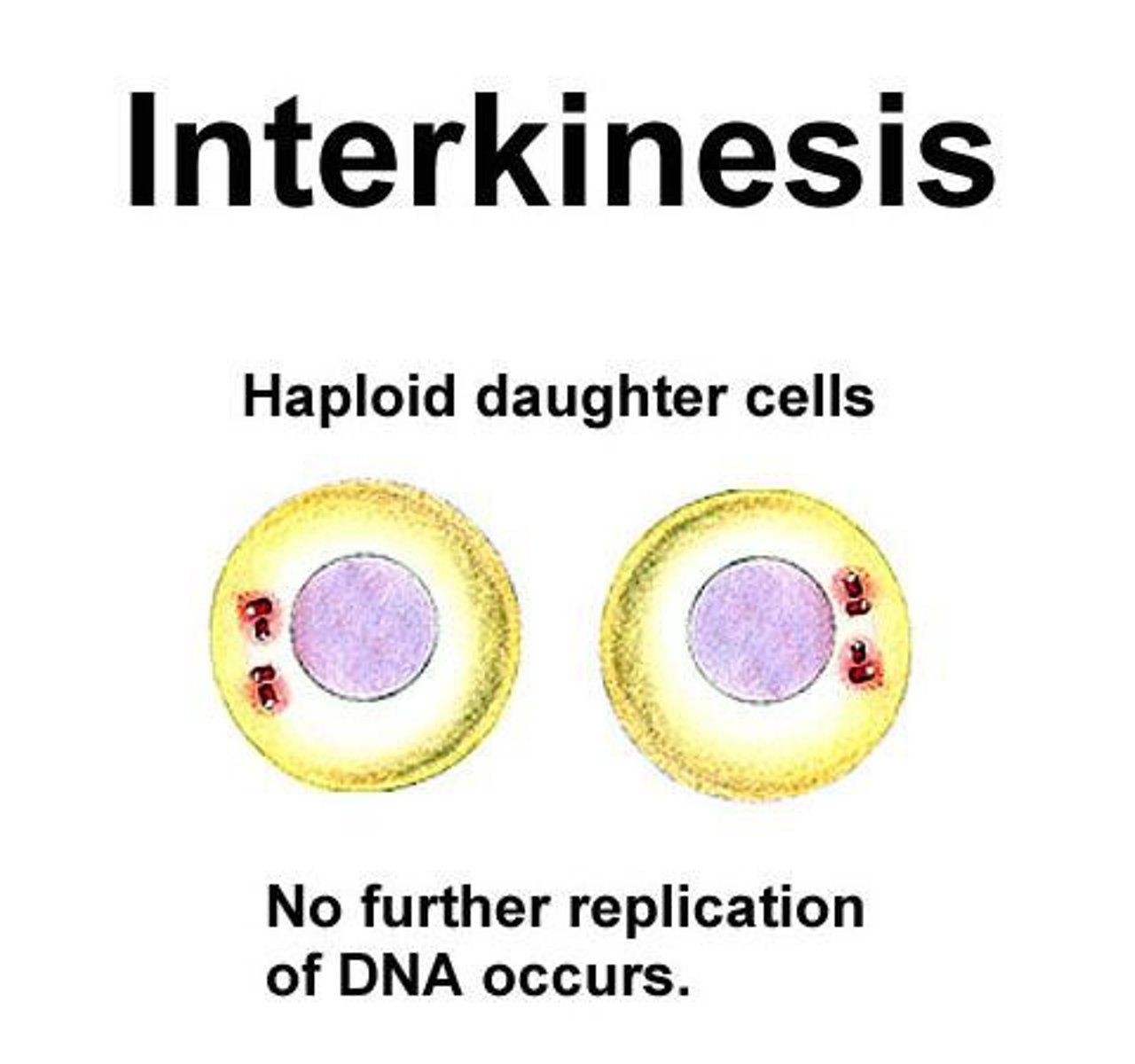 <p>This is the short rest period in between the 2 meiosis phases where chromosomes will partially uncoil</p>