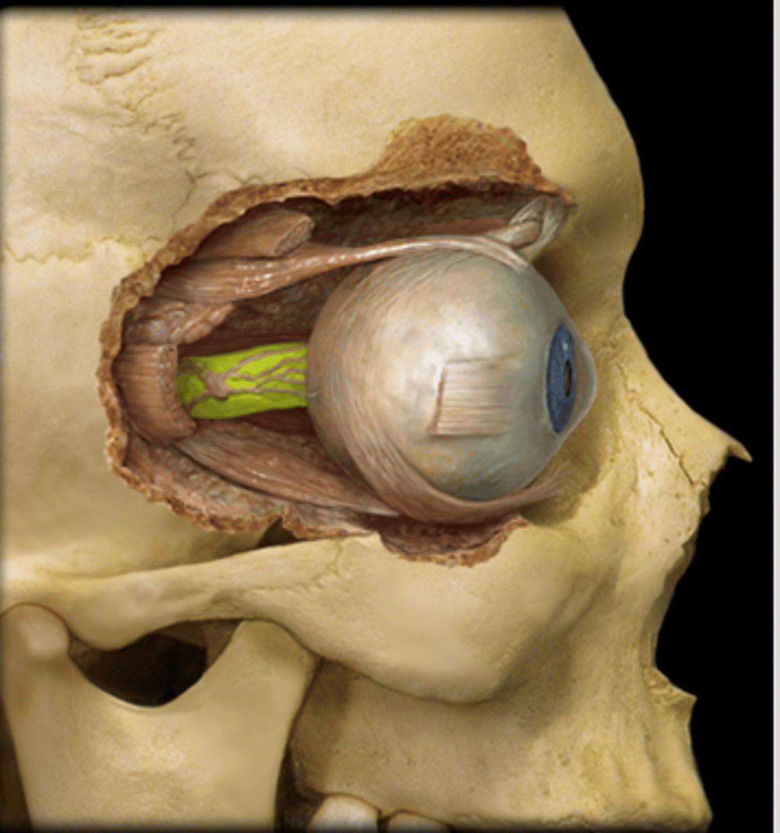 knowt flashcard image