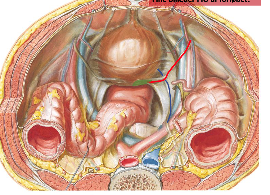 <p>Relationer for pars pelciva ureter for manden</p>