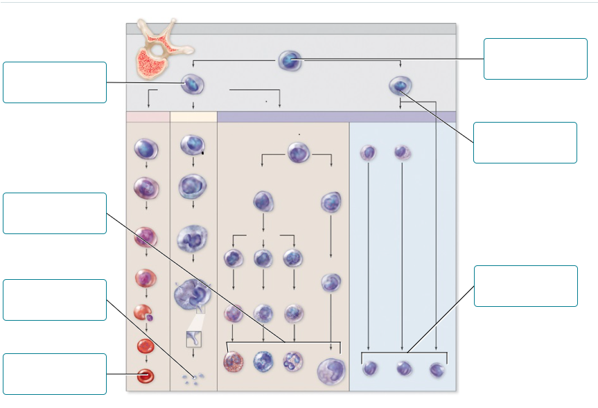 <p>Label the correct cells with the terms provided.</p><p><br></p>