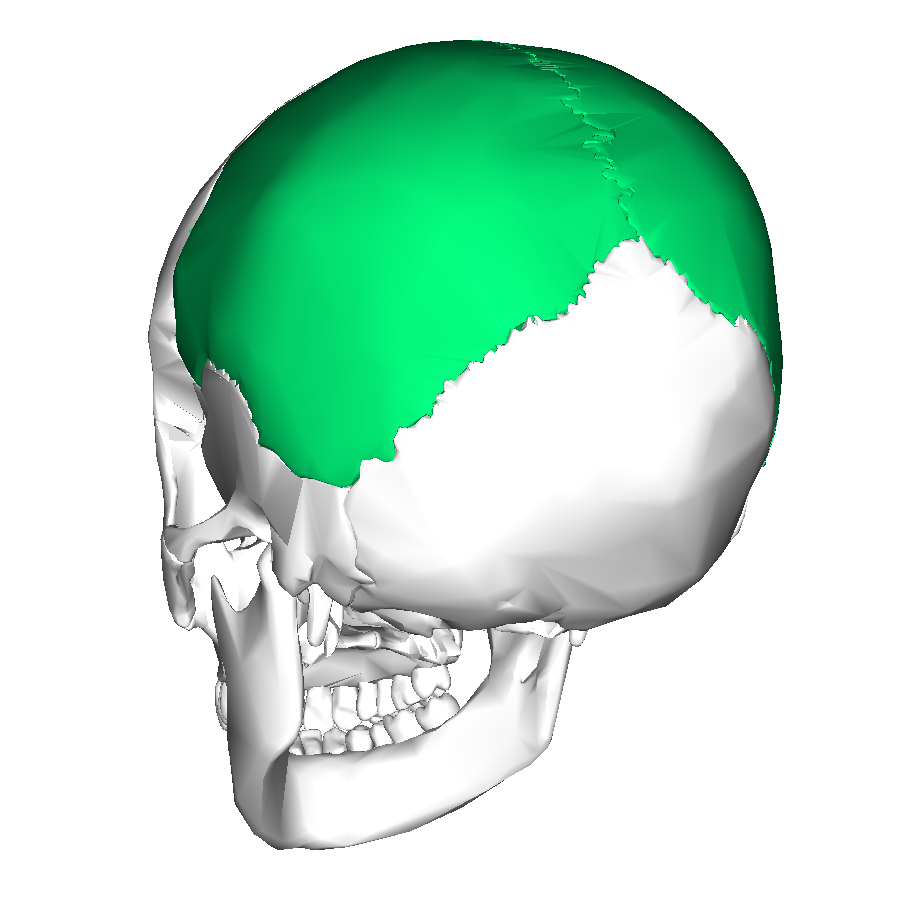 <p>What part of the skull is being demonstrated? </p>