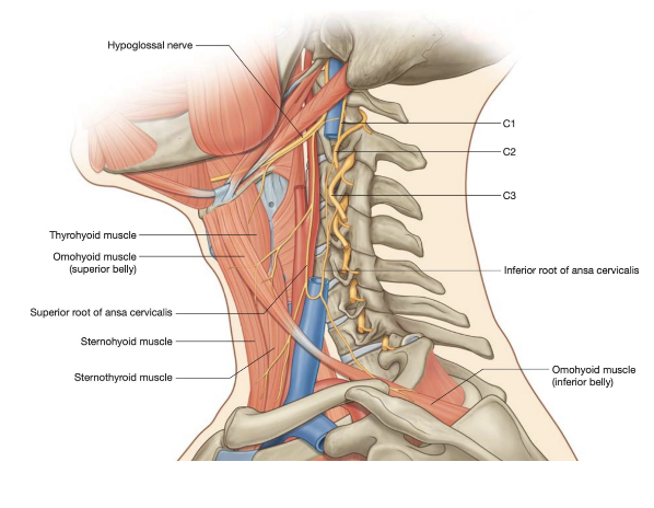 <ul><li><p>Gives innervation to pre-laryngeal muscle</p></li><li><p>Descending branch of hypoglossal nerve (superior root of ansa cervicalis), and posteriorly connects to CI, CII, &amp; CIII, (cervical roots) (sometimes even CIV) – thus creating an innervation to all superficial prelaryngeal muscles</p></li><li><p>Loop of nerves made from anterior branches of C1 connected to posterior branches of C3 (&amp; everything in between) that supply infrahyoid muscles </p></li></ul>