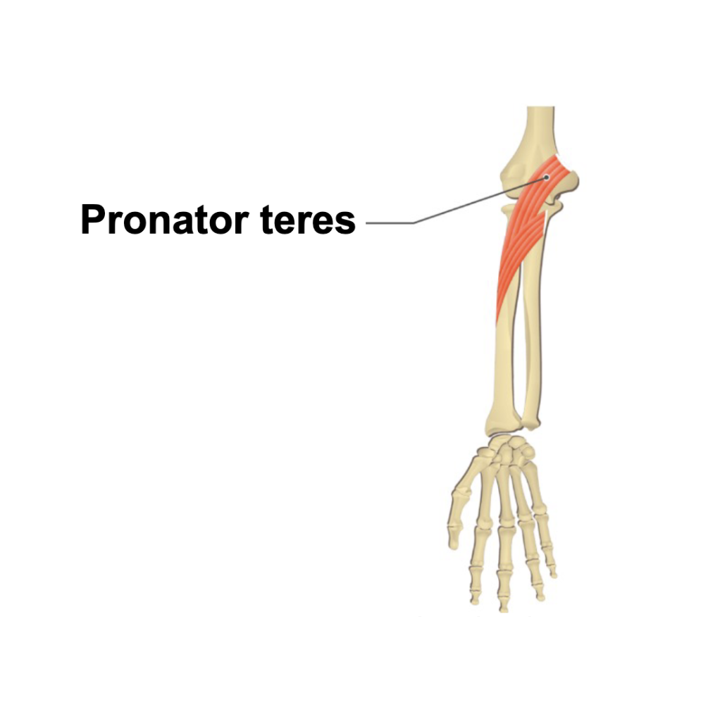 <p>Insertion?</p>