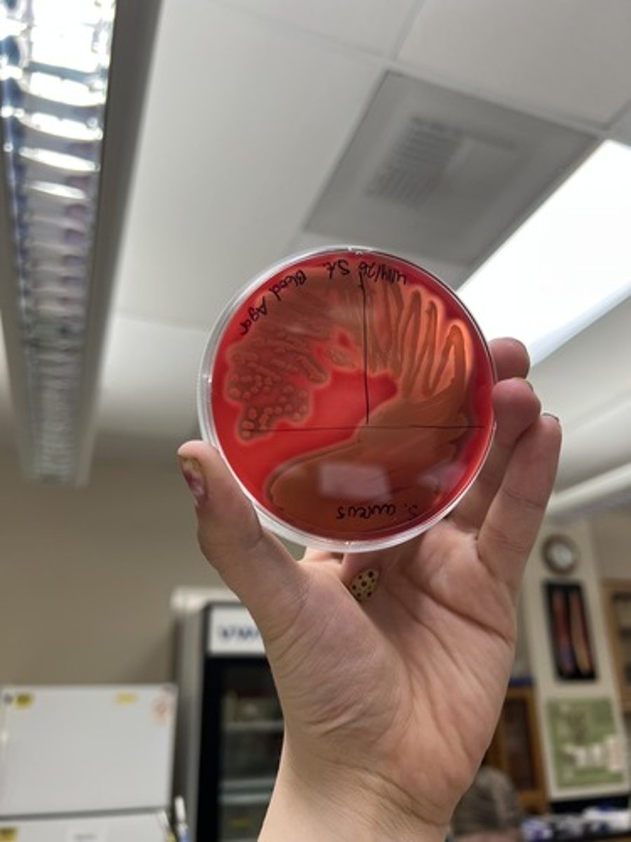 <p><strong>Differential </strong>for hemolysis of red blood cells</p><p>Alpha (α, partial lysis, green/brown)- hemolysis (Beta: full lysis, clear halo, Gamma: no lysis)</p>