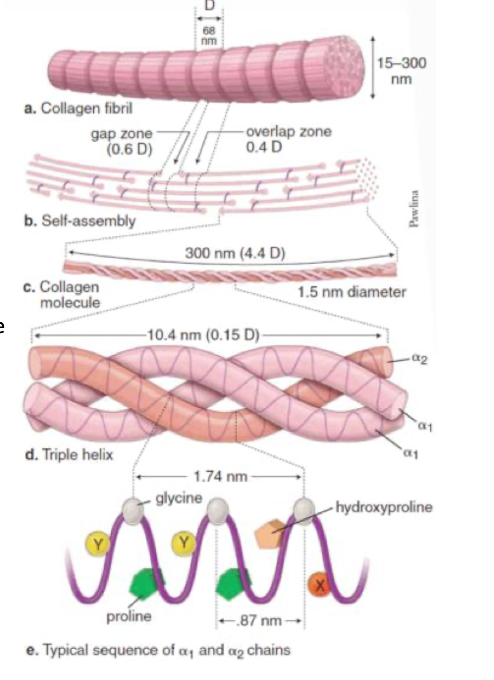 <p>Aminosyrer</p>