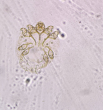 <p>identify (10x)</p>
