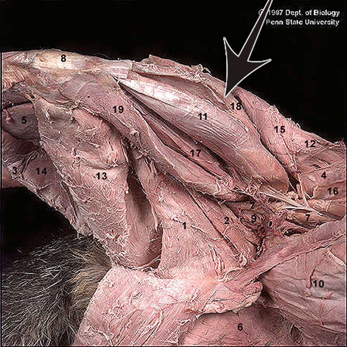 <p>Identify what the arrow is pointing to</p>