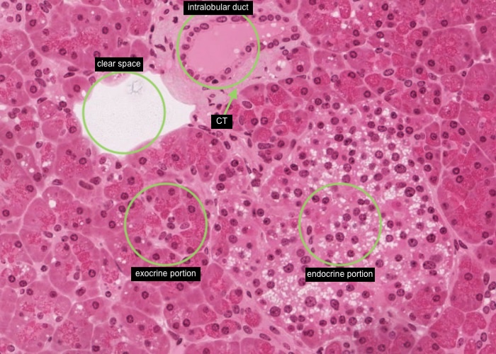 Pancreas - endocrine and exocrine functions (H&E)