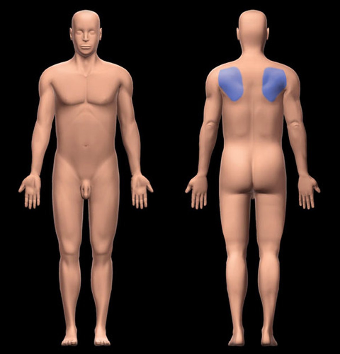 <p>Shoulder Blades</p>