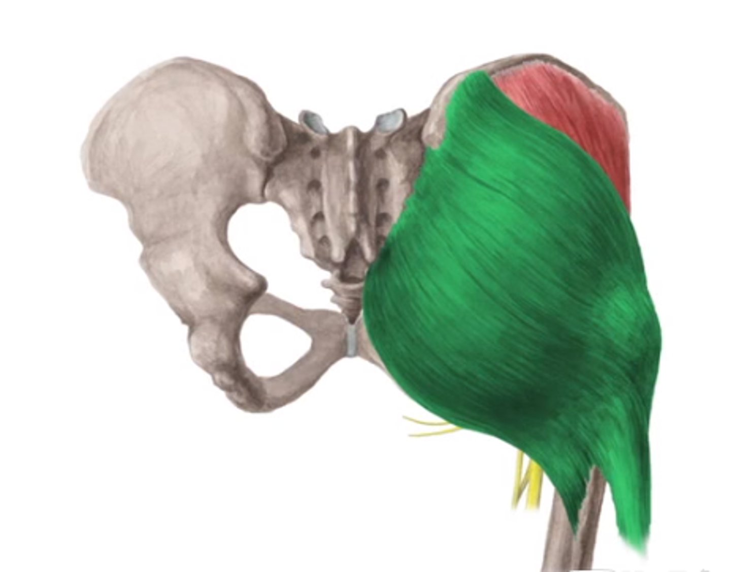 <p>O: - ala os ilium (dorsomediaal van linea glutea posterior), posterieur deel crista iliaca tot SIPS</p><p>- sacrum en os coccygis - lig. Sacrotuberale</p><p>+ fascia thoracolumbalis + fascia van gluteus medius</p><p>I: - achterzijde femur (tuberositas glutealis) met bursae</p><p>- tractus iliotibialis (zie later)</p><p>W: - rechtopstaan en gaan !</p><p>- open keten: retroflexie, exorotatie</p><p>- gesloten keten: belet vooroverkantelen van bekken</p><p>- duwt romp omhoog bij bv. bestijgen van trap (retroflexie van de dij)</p><p>- meewerken aan adductie</p><p>Inn: N. gluteus inferior (L5, S1, S2): zenuw verlaat het bekken langs het foramen ischiadicum majus onder de M. piriformis (infrapiriformis)</p>
