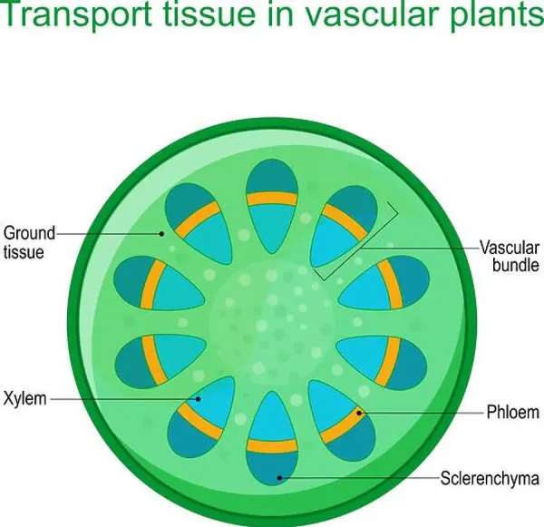 <p>Responible for transporting nutriends and water</p>