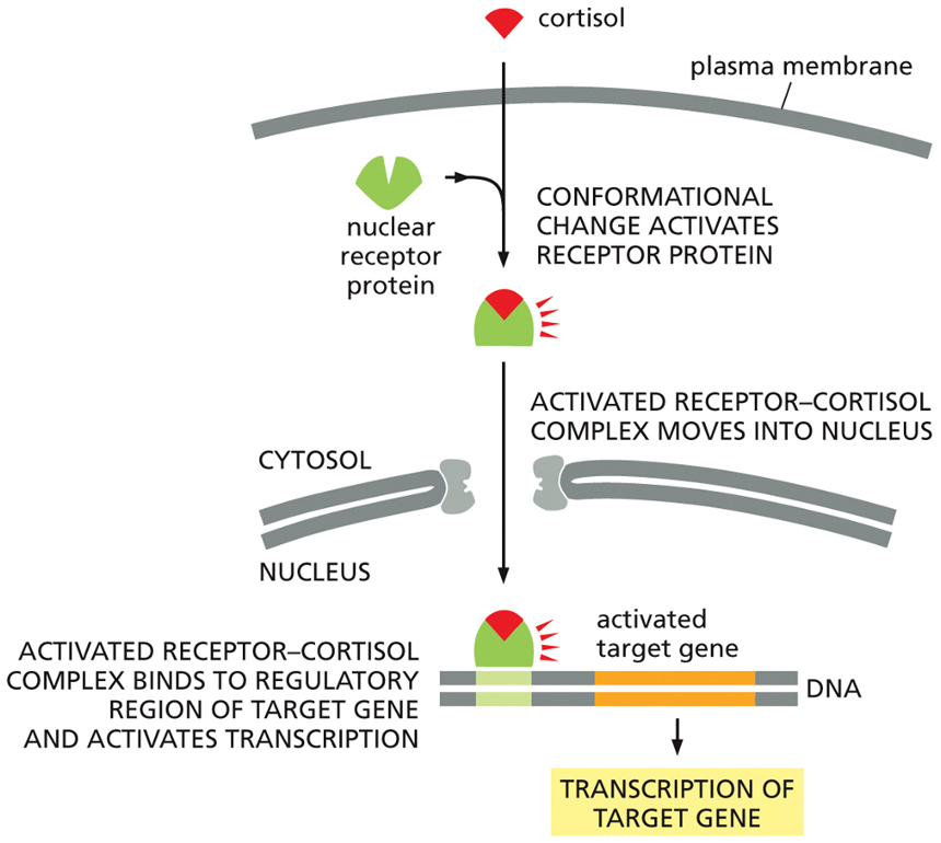 <p>The Cortisol Signaling Pathway</p><p></p><ol><li><p><strong>Entry and Binding:</strong> Because cortisol is a small, hydrophobic steroid hormone, it can easily diffuse across the cell's plasma membrane into the cytosol. There, it binds to its specific <strong>nuclear receptor protein</strong>.</p></li><li><p><strong>Activation:</strong> This binding causes the receptor to change shape (<strong>conformational change</strong>), which activates it.</p></li><li><p><strong>Nuclear Import:</strong> The entire activated hormone-receptor complex then moves from the cytosol into the nucleus.</p></li><li><p><strong>Gene Activation:</strong> Inside the nucleus, the complex binds directly to the regulatory region of a specific target gene on the DNA. This binding acts as a switch to activate <strong>transcription</strong>, causing the cell to produce new mRNA from that gene.</p></li></ol><p>The final result of this pathway is the synthesis of new proteins that alter the cell's function. Because this process involves creating new proteins from scratch, it is considered a relatively "slow" signaling response.</p><p></p>