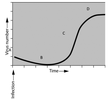 <p>if you were asked to study the pattern of bacterial growth (increase in numbers over time) during an infection, you would find that numbers of bacteria increase exponentially up to a certain point, assume that you have been asked to interpret the growth of bacteriophages. you infect the host bacteria and measure the increase of phages over a defined period of time. you plot the results and observe the graph shown here. </p><p>assume that you want to take a sample of viruses so that you could use them to infect the most bacteria. at what point on the graph should you take your sample from if you want to achieve this goal?</p>