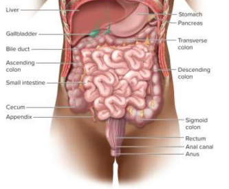 <p>Gastrointestinal tract (GI tract)</p>