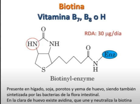 <p><span style="color: rgb(230, 103, 253)"><strong>VITAMINA B7, B8 o H: Biotina</strong></span></p><p>RDA: 30 µg/día</p><p></p>