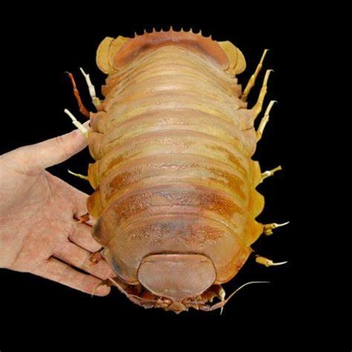 <p>What Phylum, Subphylum, Class, and Order is this animal in? Common name?</p>