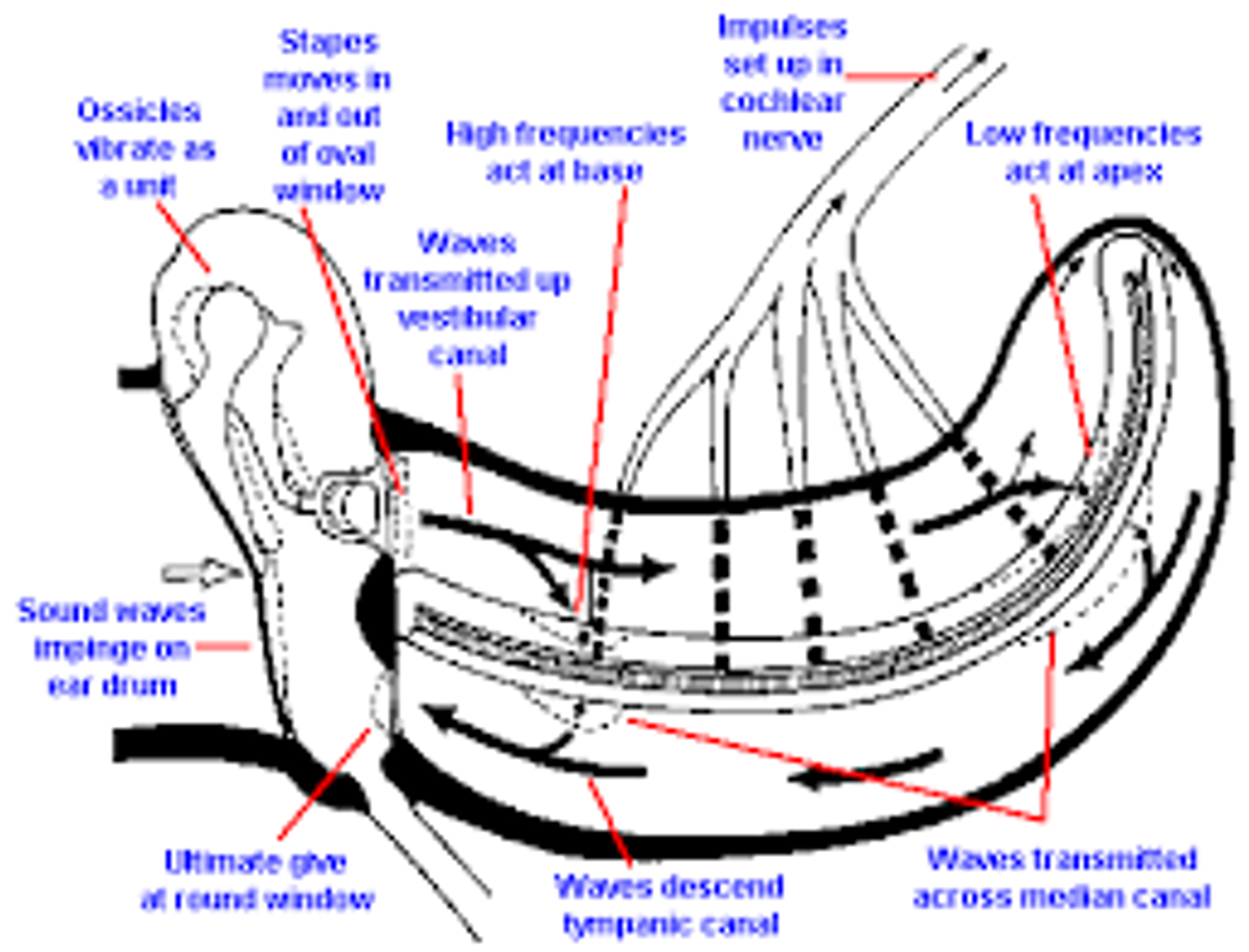 <p>regions of the basilar membrane respond differently to different frequencies or tones</p><p>high frequencies - at the base</p><p>low frequencies - at the apex</p>