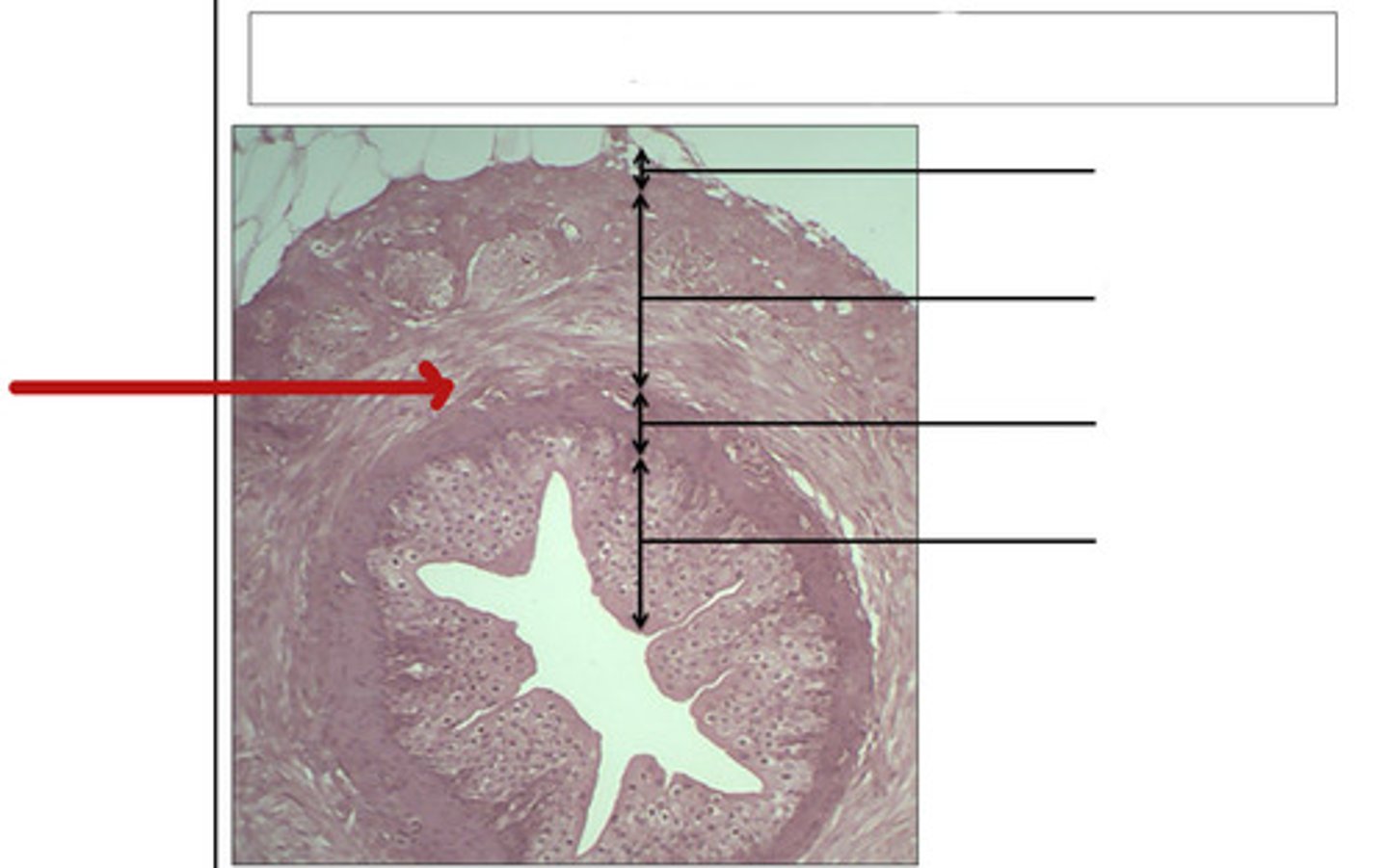 <p>identify this tissue and organ</p>