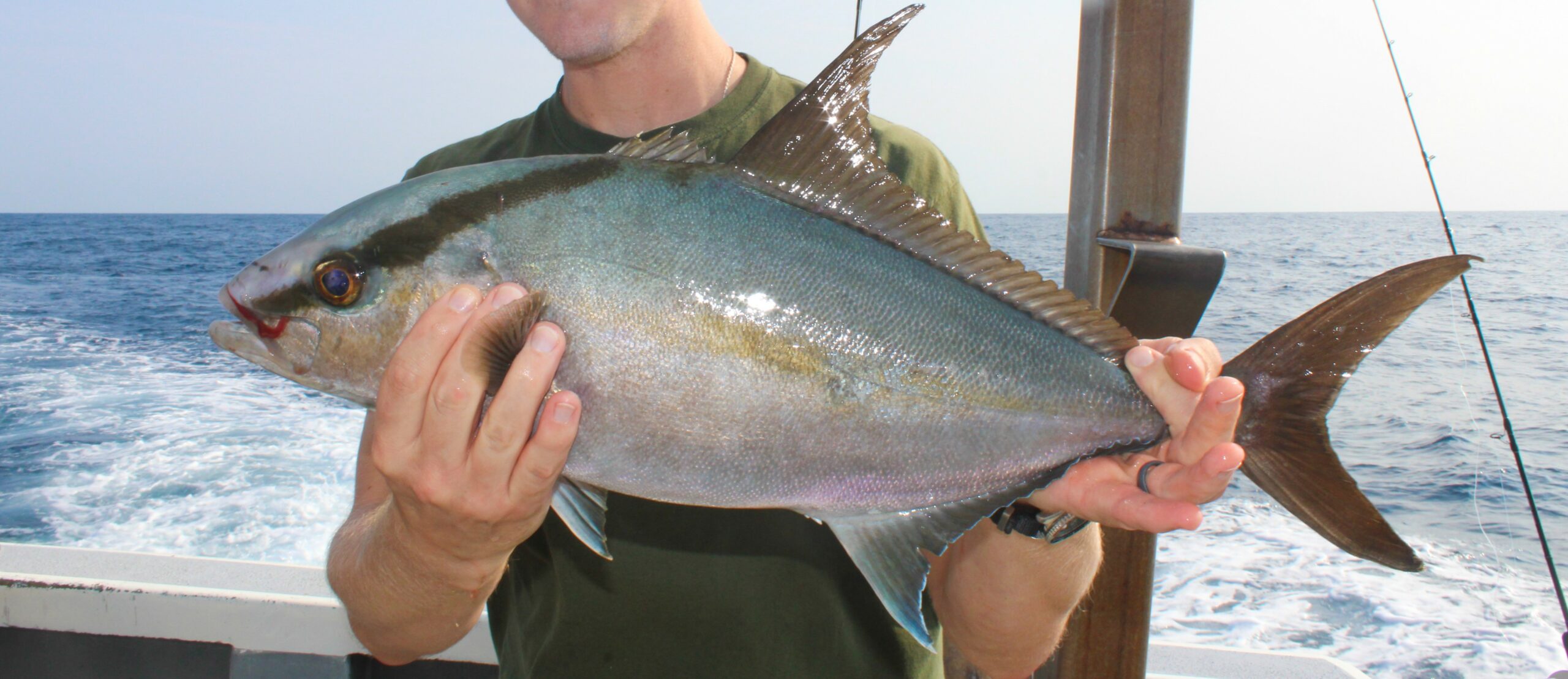 <p>Dark streak that runs diagonally through eye</p><p>faint amber/yellow line from eye to caudal fin</p><p>green olivey dorsal color and pale below </p><p>mouth reaches only 1/4th of the eye</p>