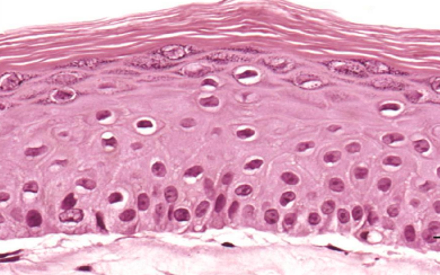 <p>classify this epithelium</p>