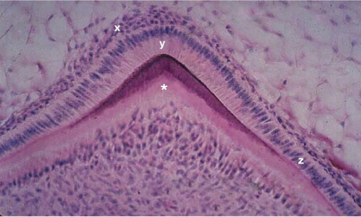 <p><span style="color: #f6f2f2">Identify the cells present in the tissue layer marked “y”</span></p>