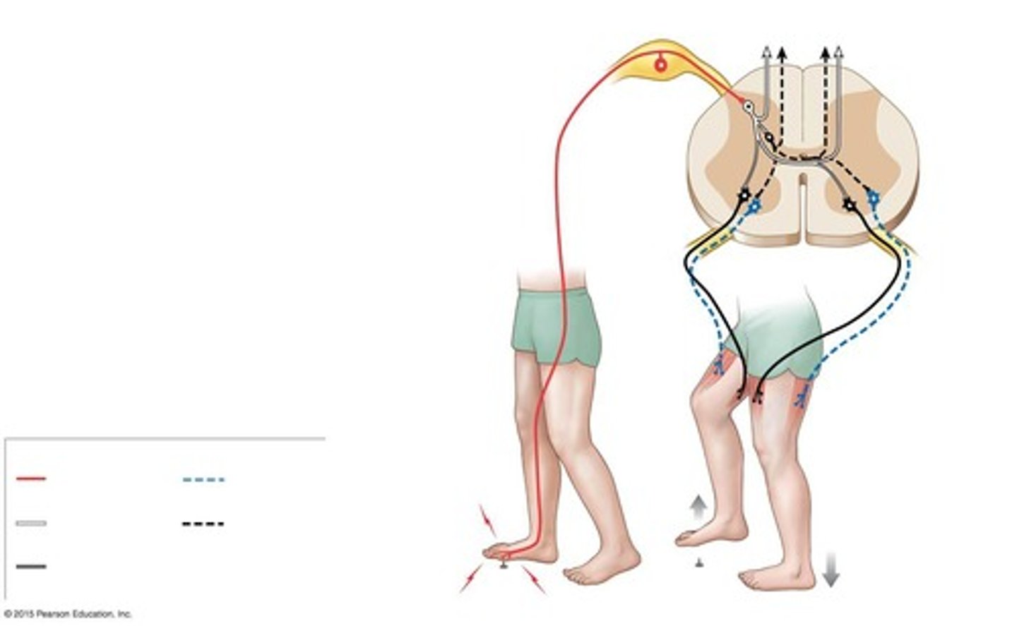 <p>Reflexes that involve a contralateral reflex arc and occur on the opposite side of the stimulus.</p>