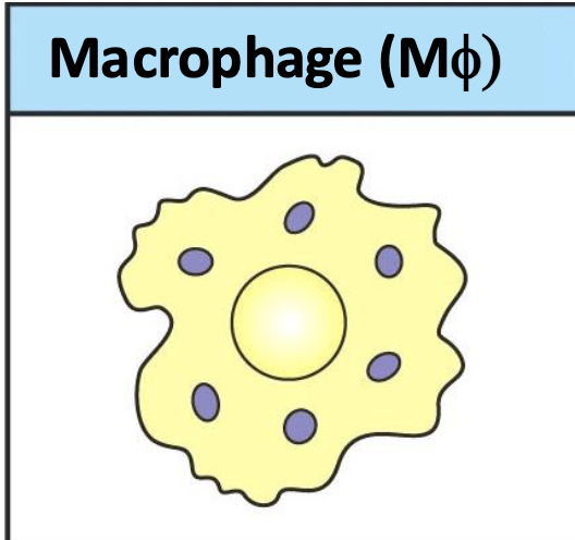 <p>macrophage</p>