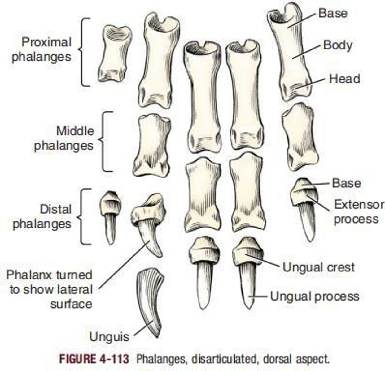 <p>___ of the forepaw consists of five units, of which four are fully developed and one is rudimentary.</p>
