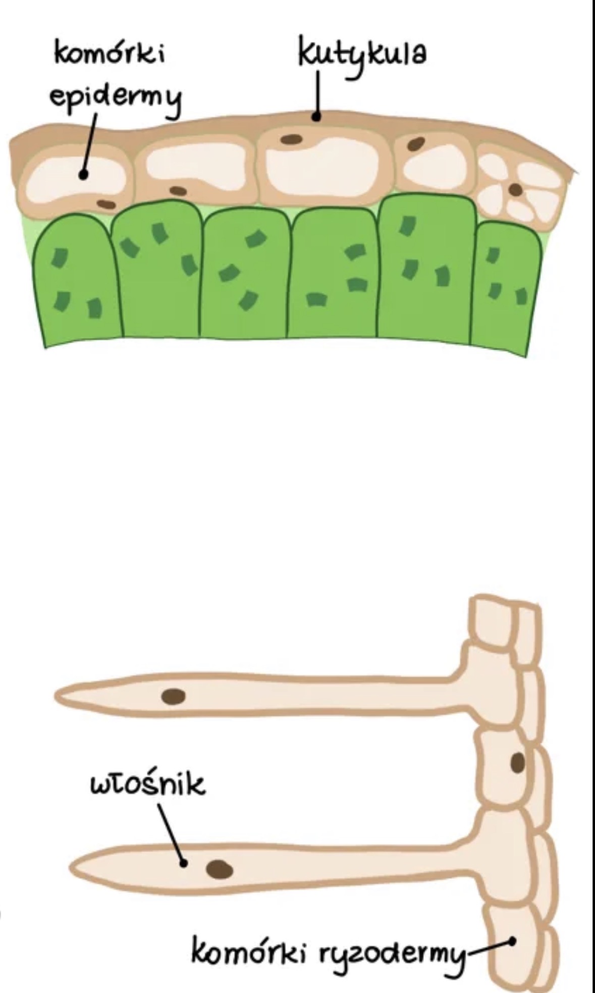 <ul><li><p>epiderma (skórka pędu) - posiada kutikulę, aparaty szparkowe </p></li><li><p>ryzoderma (skórka korzenia) - posiada włośniki, nie ma kutikuli </p></li><li><p>obie te tkanki są zbudowane z jednej warstwy, w której komórki ściśle do siebie przylegają </p></li></ul><p></p>