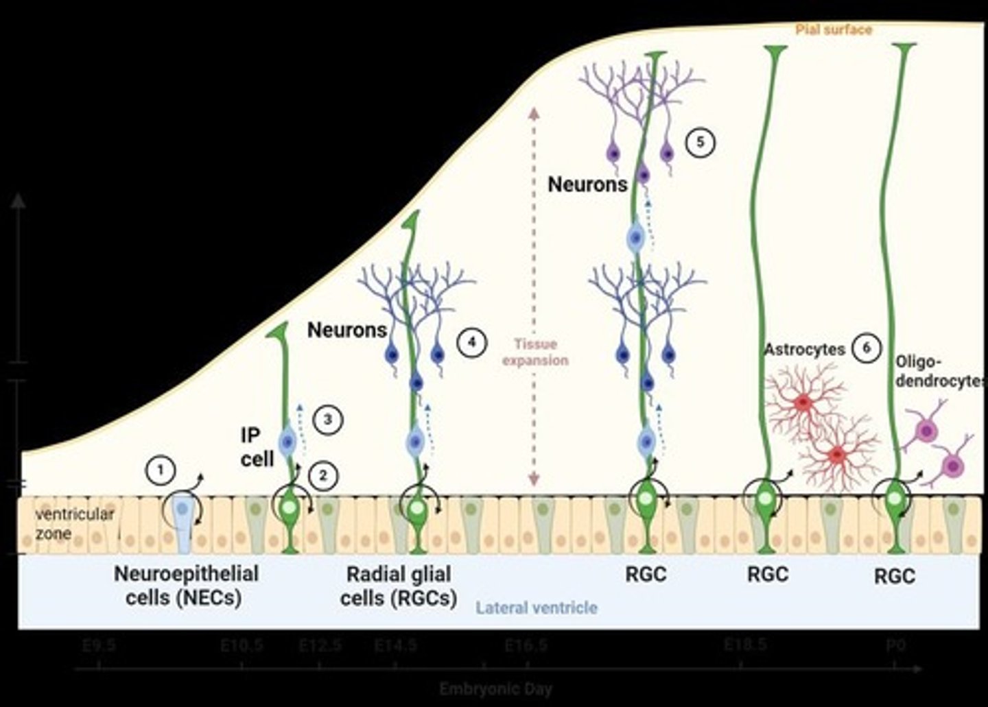 <p>Neural stem cells can undergo symmetrical division to create identical daughter cells or asymmetrical division to create neurons, astrocytes, and oligodendrocytes.</p>