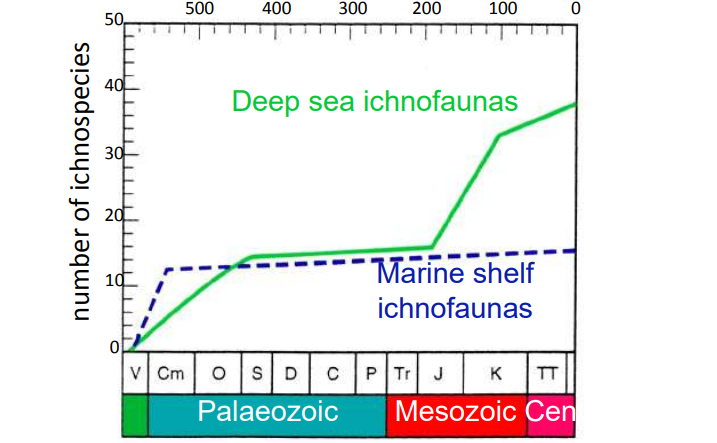 <ul><li><p>helps identify pre-Cambrian - Cambrian boundary: base of Cambrian defined by appearance of <em>Phycodes</em></p></li><li><p>diversity throughout the phanerozoic</p></li><li><p>helps us understand behaviour of ancient organisms</p></li></ul><p></p>