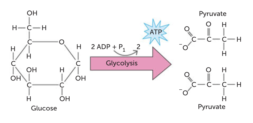 <p>The first phase in the breakdown of glucose does not require oxygen. A glucose molecule is broken down, in a series of 10 steps, to two molecules of pyruvate. </p>