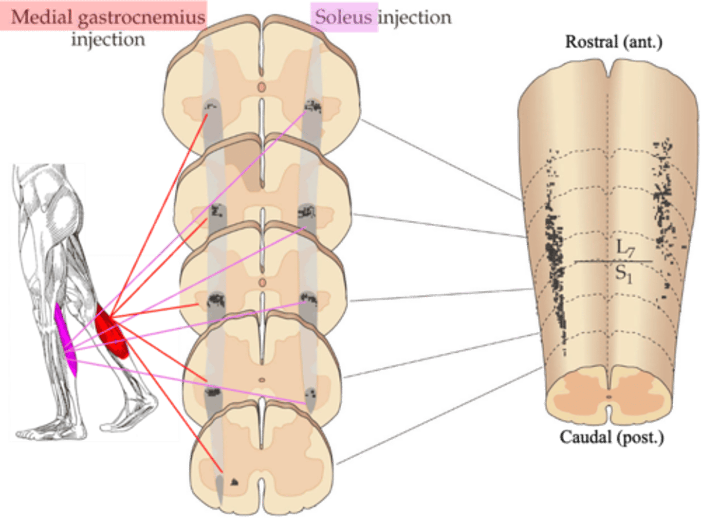 <p>All the motor neurons innervating a particular muscle - the motor pool for that muscle - are grouped in ____-___________ __________ within the _________ ______ extending over several ___________ segments</p>